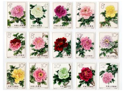 牡丹シリーズの写真